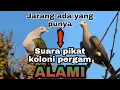 Download Lagu Suara pikat koloni burung pergam ALAMI