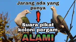 suara pikat koloni burung pergam alami