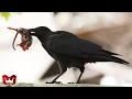 Download Lagu Burung Gagak Menyerang Burung Gereja, Tikus Dan Ular! Serangan Burung Gagak Kejam Paling Mengerikan