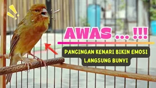 Download Suara Pancingan Kenari PAUD BeLajar Bunyi NgeriwiK || MASTERAN Kenari PAUD Cuit CuiT Cuit #93 MP3