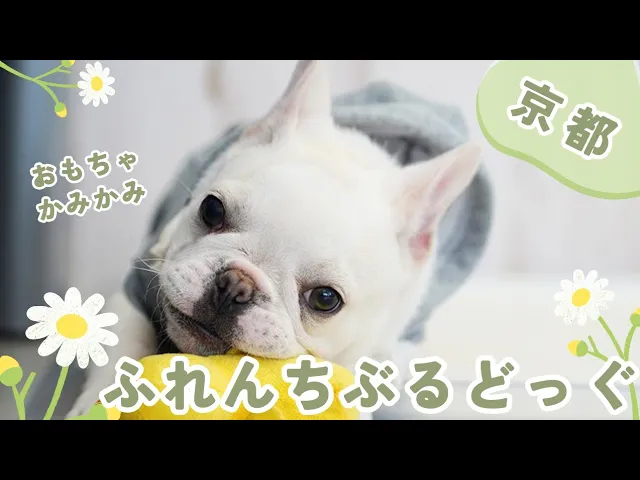 動画