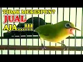 Download Lagu TIDAK MERESPON? JUAL AJA‼️ PLECI NGALAS PENUH EMOSI BIKIN PLECI LAIN LANGSUNG MERESPON, PLECI GACOR