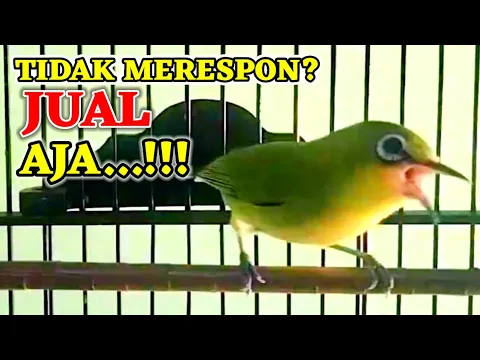 Download MP3 TIDAK MERESPON? JUAL AJA‼️ PLECI NGALAS PENUH EMOSI BIKIN PLECI LAIN LANGSUNG MERESPON, PLECI GACOR