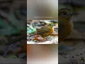 Download Lagu Suara pelanduk topi-hitam jawa | Javan black-capped babbler