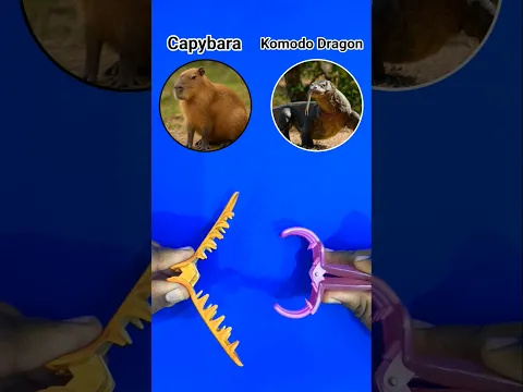 Capybara and Komodo Dragon 🥲🥹😇😅🤩😍😁🤑🥰😆😘 #shorts #countryballs #countryballsedit #freepalsetine