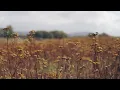 Hollie Kenniff - Far Inland (clip)