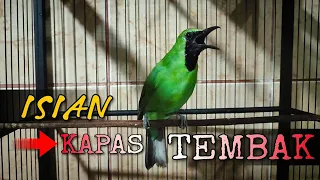 Download ISIAN KAPAS TEMBAK || CUCAK IJO GACOR TEMBAKAN KATEM MP3