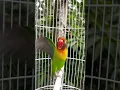 Download Lagu lovebird memanggil