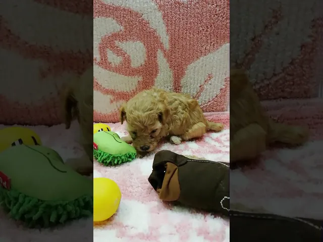 動画