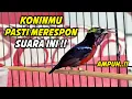 Download Lagu CUKUP HITUNGAN DETIK !! KONIN MALAS JADI GACOR DENGAR PANCINGAN KOLIBRI NINJA FULL NEMBAK ISIAN INI