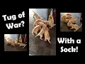 Cockerdor Puppies Play Tug of War - Purdey s Pups Labrador x Cocker Spaniel