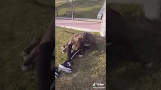 كلب ينيك فتاه  كلب ينيك فتاه