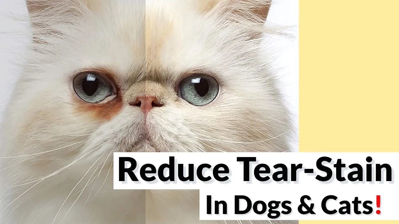 Outline Video 7 Tips To Reduce Tear-Stain Incidence In Dogs & Cats!