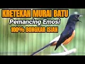 Lagu KRETEKAN DAN TEMBAKAN DAHSYAT MURAI BATU MATERI KOMPLIT BIKIN LAWAN EMOSI