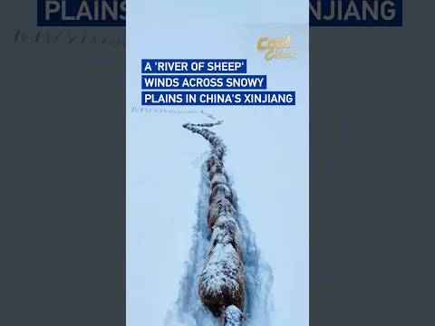 La transhumance serpente à travers les plaines enneigées du Xinjiang