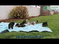 Adorable Miniature Dachshund Puppies