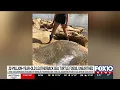 It is beyond one-in-a-million Family discovers 32-million-year old turtle fossil in Clarke Cou
