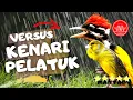 Download Lagu pelatuk bawang vs kenari gacor - masteran juara