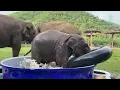 Top Ten Baby Elephants At Play - Elephantnews