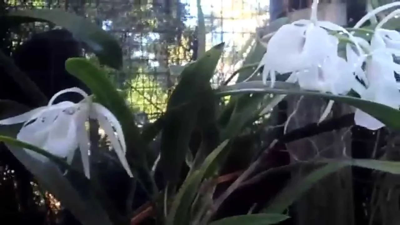 MATURE HAPU MOUNTED BRASSOVOLA ORCHIDS, NEW ANCEPS AND VANDA FOR THE COLLECTION