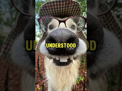 Ranking Funniest Zoo Moments😭