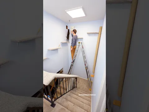 Part 1 - hope our landlord doesn't mind 🤫 #cat