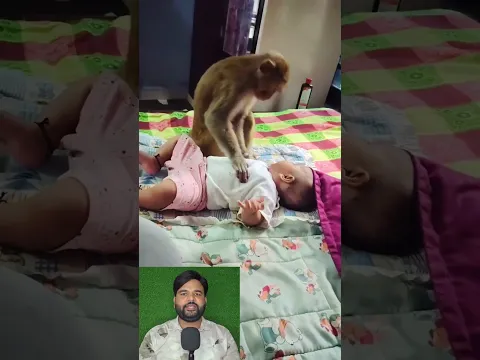 बिस्तर पर आकर बैठ गया बंदर