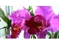 Download Lagu Beautiful Dutch Orchids, never seen before!!! Peony Tree, Parnela Finney Pink, Hawaiien Agenda
