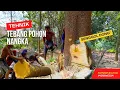 Download Lagu Kayu Yang Sangat Mahal !! Keahlian luar biasa memotong pohon NANGKA \u0026 Kerja sama yang luar biasa