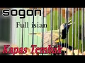 Download Lagu Sogon Gacor nembak full isian kapas tembak  || cocok buat masteran dan pancingan