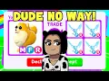 I Traded Worlds First Mega Pomeranian Adopt me