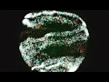 Trapcode Particular Tutorial 11 Sprial Orb Particle Sphere With Particular After Effects Tutorial
