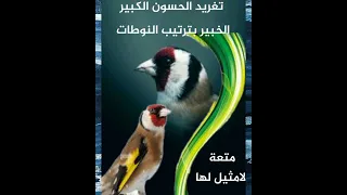 Le Chant Du Chardonneret تغريد حسون كبير يتقن ويتففن في ترتيب النوطات كلها 