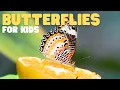 Download Lagu Vlinders voor kinderen | Leer over het dieet, de leefomgeving en het gedrag van vlinders