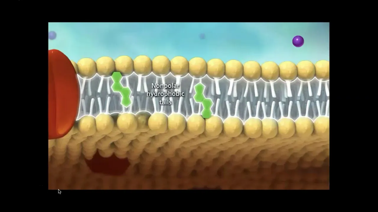 BIO101 Online | Chapter 5: Membranes and Transport