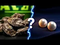 What s Hiding Inside These Oysters Reveals 19316 - 19322