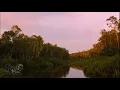 Download Lagu Explore the Beauty of Borneo with Central Borneo Guide