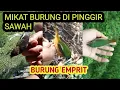 Download Lagu Mikat Burung emprit | Bondol hijau bonglis