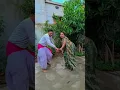 Download Lagu Jamunia ke daga #bhojpuri #song #sad #bhojpurisong #youtubeshorts #funny #dance