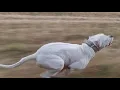 Download Lagu DOGO ARGENTINO RUNNING @HikingDogoOutdoor