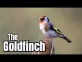 Did you know these Goldfinch Facts