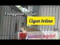 Lagu Cigun betina menggoda jantan,cigun malas bunyi outo semangat💯👍