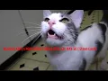 Random Kitty s Mini Movie Talking Kitty Cat 43-50 Read Description