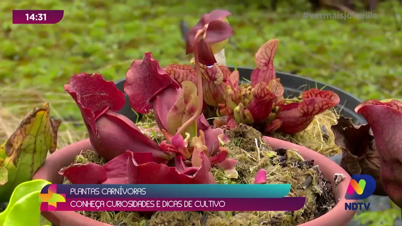 Plantas carnívoras: colecionador de Joinville é destaque nacional