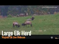 Virginia Elk Live Webcam - Camera is Back Live and the Elk Herd is Back 25