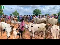 Download Lagu Grootste landelijke veemarkt in Lafia, Nigeria 🇳🇬 West-Afrika