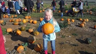 Pumpkin Picking 2015 at Beluncle Farm, Hoo in Medway