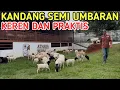 Download Lagu BREDING DOMBA INDUKAN DORPER KANDANG SEMI UMBARAN