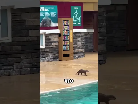 😱🦦 «То, что сделала эта выдра… удивило всех! 😳»