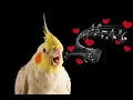 Download Lagu #Bird Whistle Training! 8 Hour Loop!